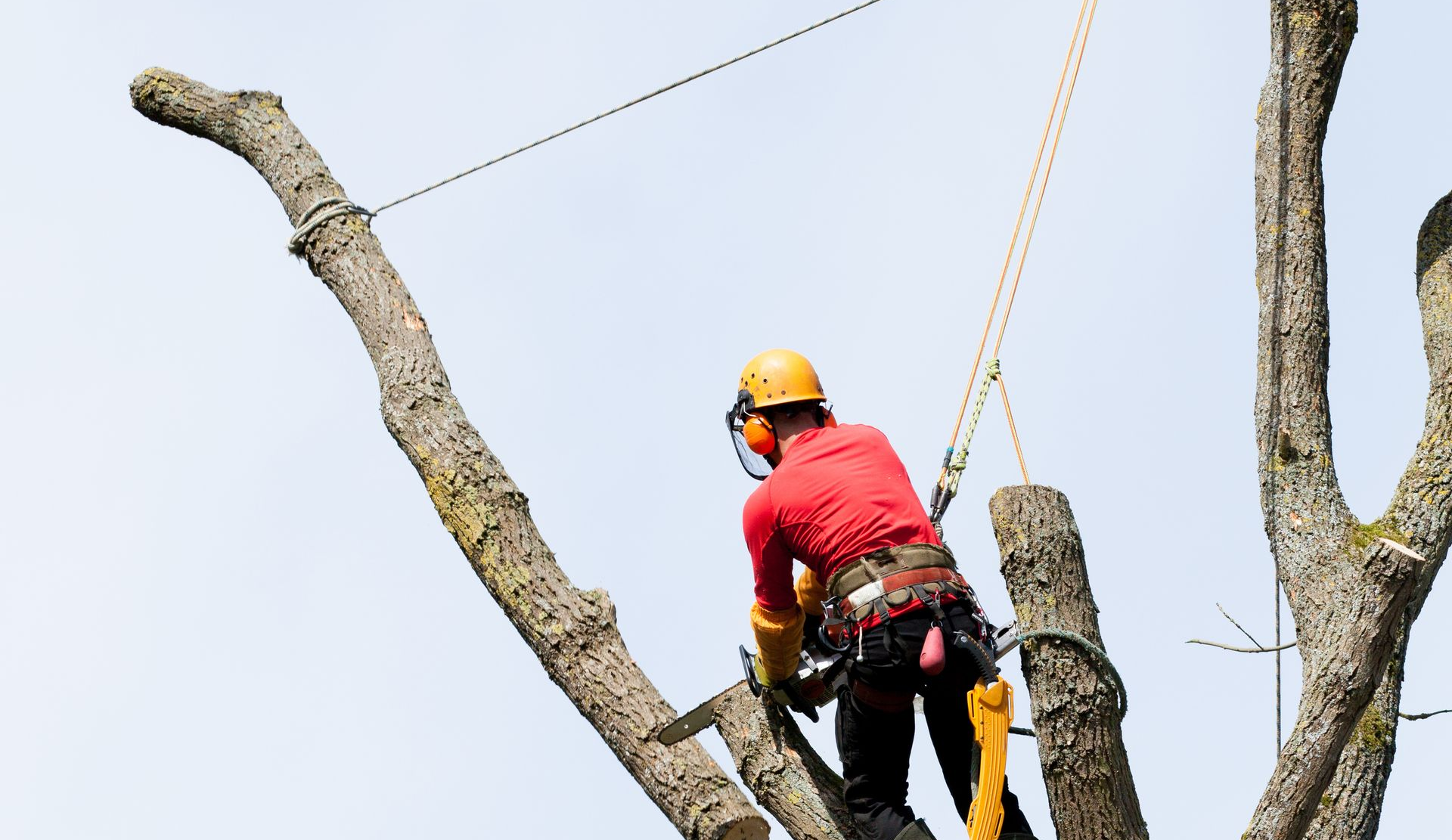 Un arboriste en tenue de sécurité coupe une branche d'arbre à la tronçonneuse, retenu par des cordes.