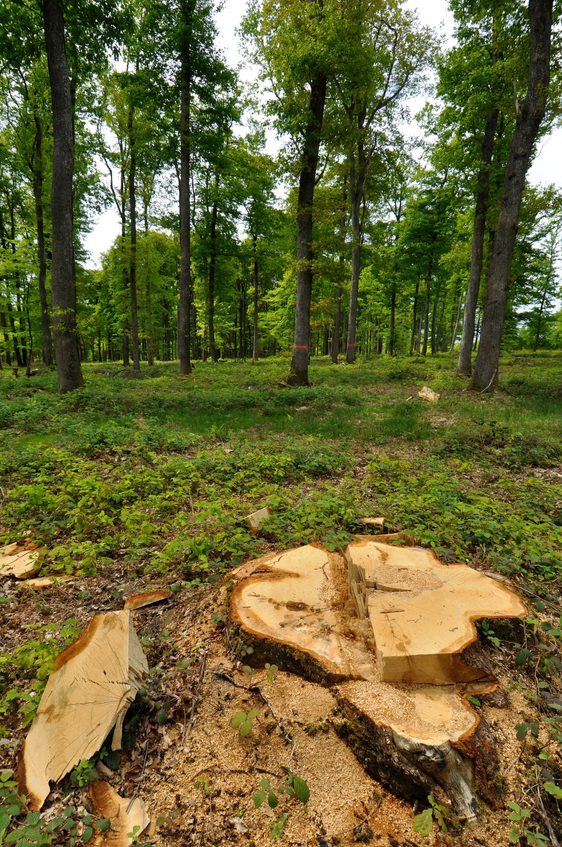 Souche d'un arbre fraîchement coupé dans une forêt de grands arbres verts et de feuillage dense.