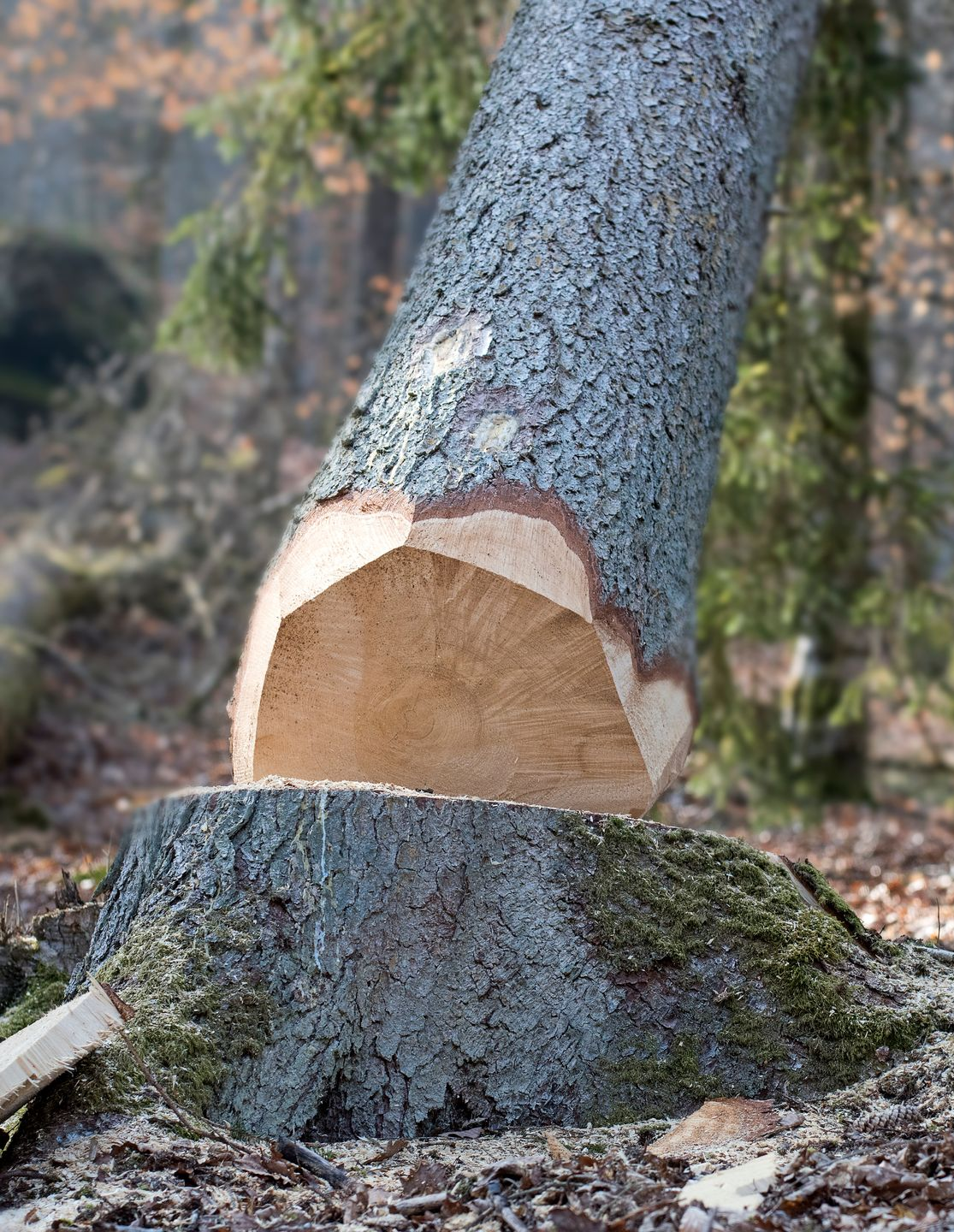 Tronc d'arbre coupé à mi-hauteur, reposant sur une souche dans une forêt.