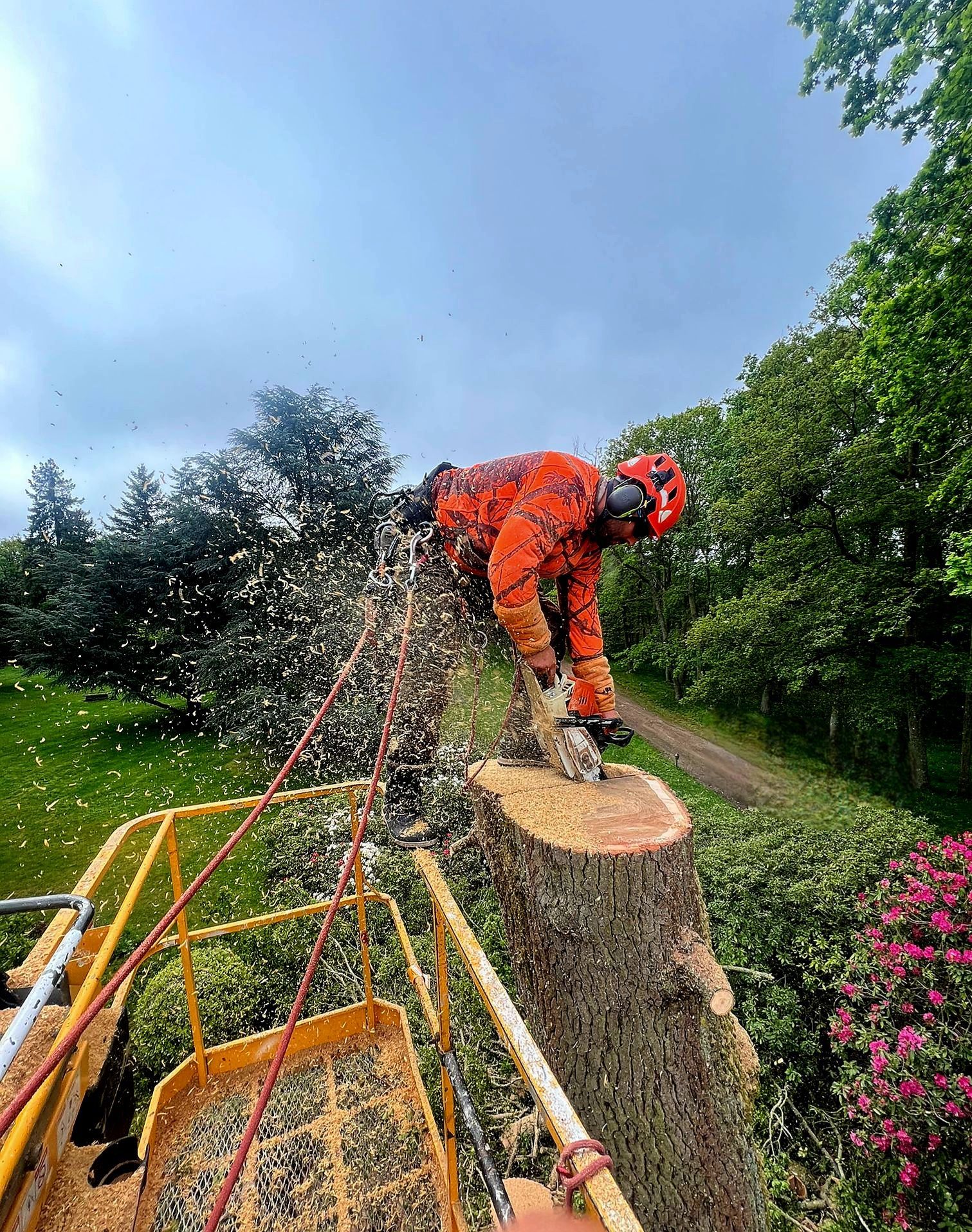 Un arboriste portant un casque orange et une chemise rouge coupe une branche d'arbre à la tronçonneuse, retenu par des cordes.