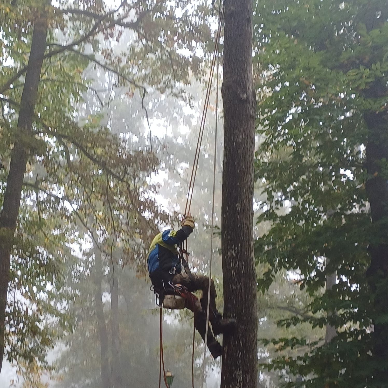 Tronc d'arbre abattu, extrémité fraîchement coupée et souche sciée, en milieu forestier.