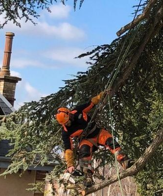 Des mains enserrent un petit conifère aux aiguilles d'un vert frais, se détachant sur un fond vert flou.