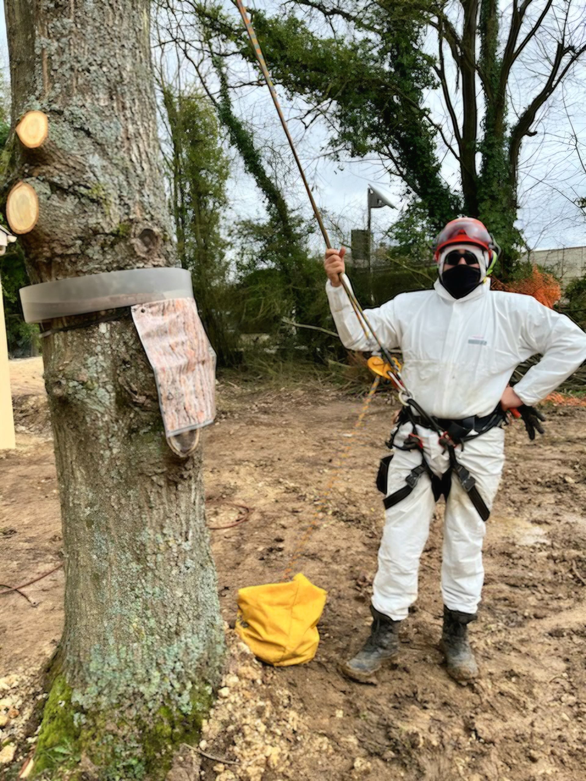 Branche d'épicéa avec un grand nid blanc en forme de toile d'araignée sur fond de ciel bleu.