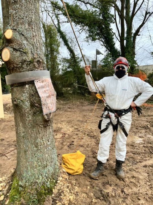 Branche d'épicéa avec un grand nid blanc en forme de toile d'araignée sur fond de ciel bleu.