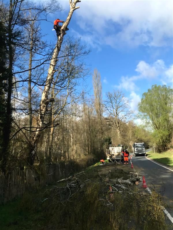 Abattage par démontage d'un arbre malade en bord de route