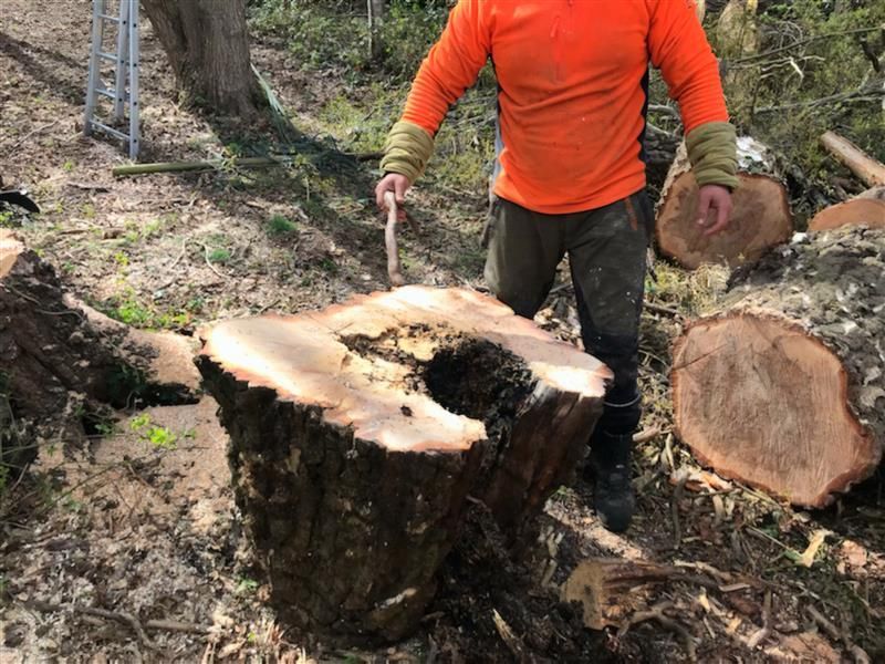 Personne procédant à l'abattage par démontage d'un arbre malade
