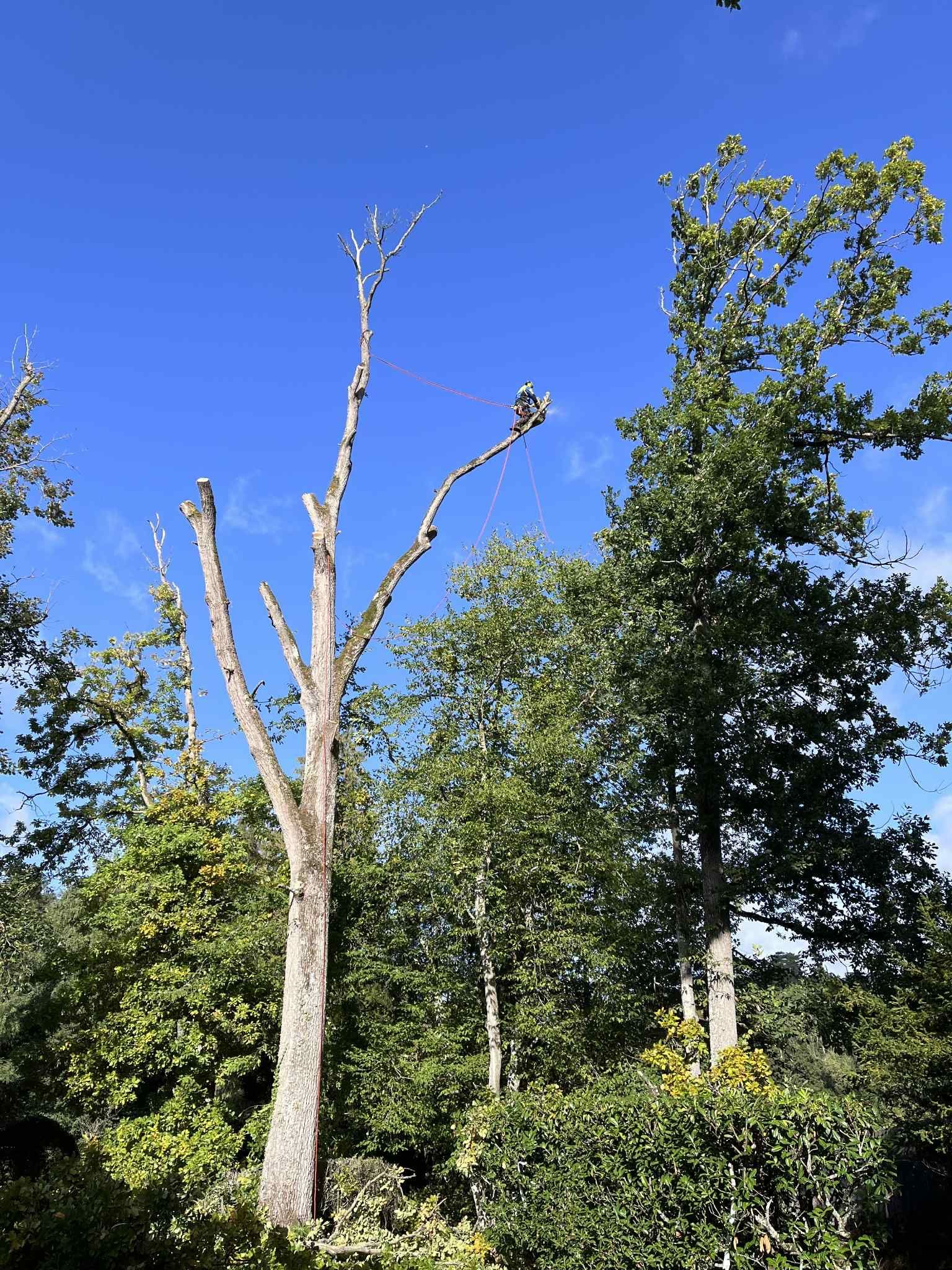 Une souche d'arbre et un tronc abattu dans une forêt recouverte de gel.