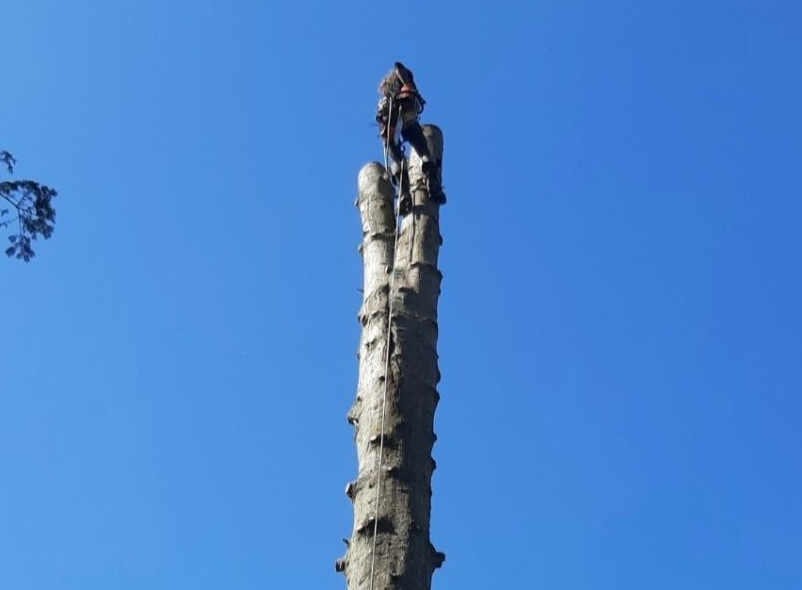 Des troncs d'arbre coupés en sections, au bord d'un chemin pavé et d'une pelouse verte.