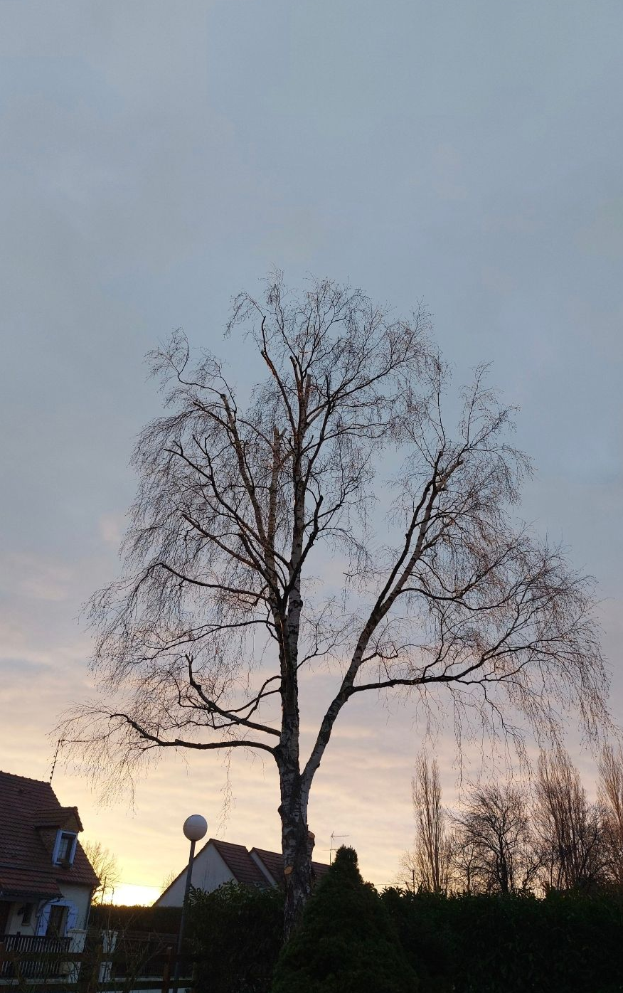 Une personne taille une branche d'arbre à l'extérieur avec un sécateur à manche orange.