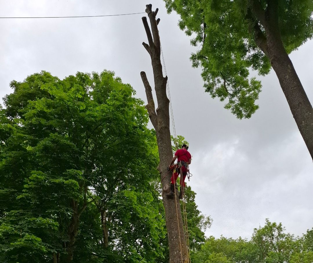 Des troncs d'arbres coupés sont alignés le long d'un chemin pavé et de verdure.
