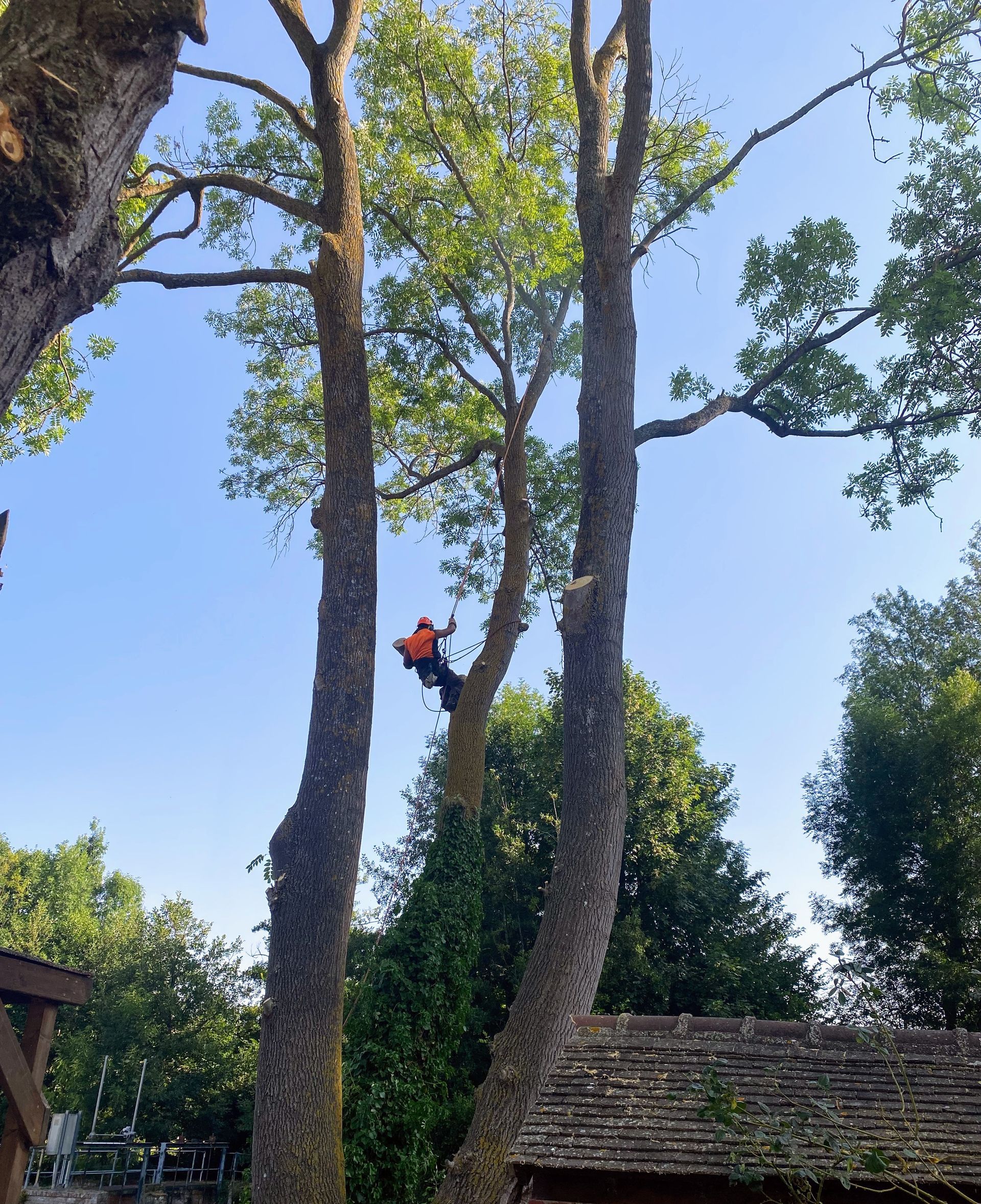 Arboriste dans un arbre, portant un harnais et tenant son équipement, en train de tailler des branches à l'extérieur.
