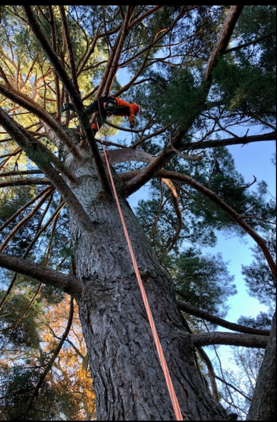 Personne en tenue d'escalade orange perchée dans un grand arbre, utilisant une corde. Ciel bleu en arrière-plan.