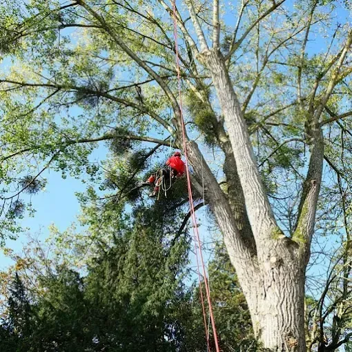 Un arboriste portant un casque orange coupe des branches d'un arbre sur fond de ciel bleu.
