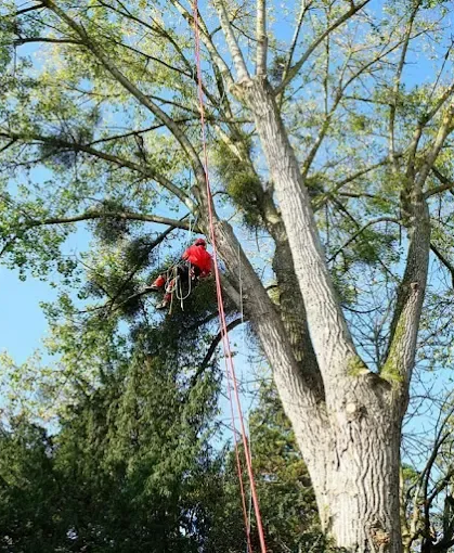 Un homme en chemise orange et casque utilise une tronçonneuse pour couper des branches.