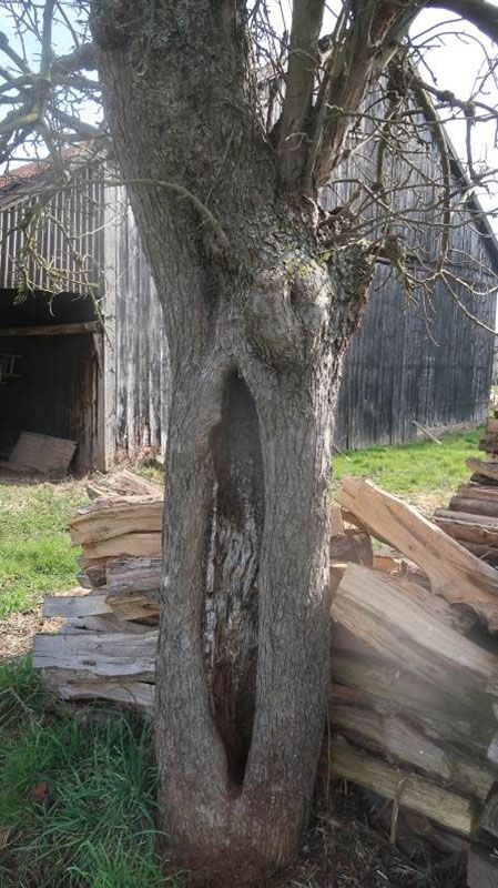 Umweltbelange für Bebauungsplan