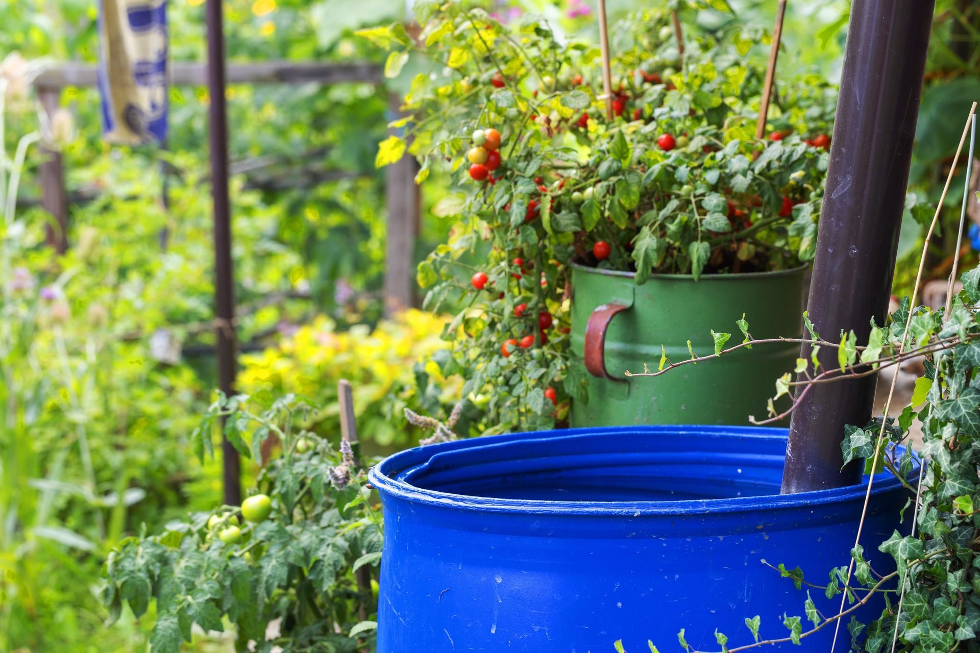 Bidon d'eau bleu relié à un tuyau de gouttière