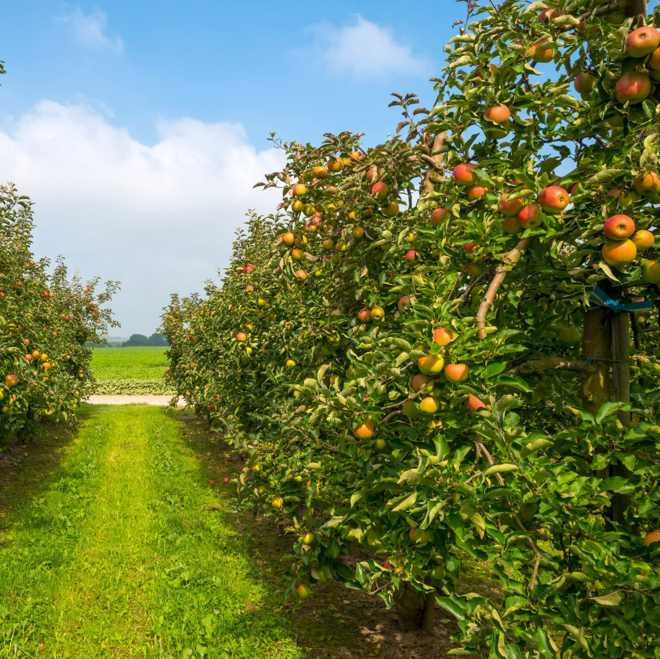 Taille d'arbres fruitiers