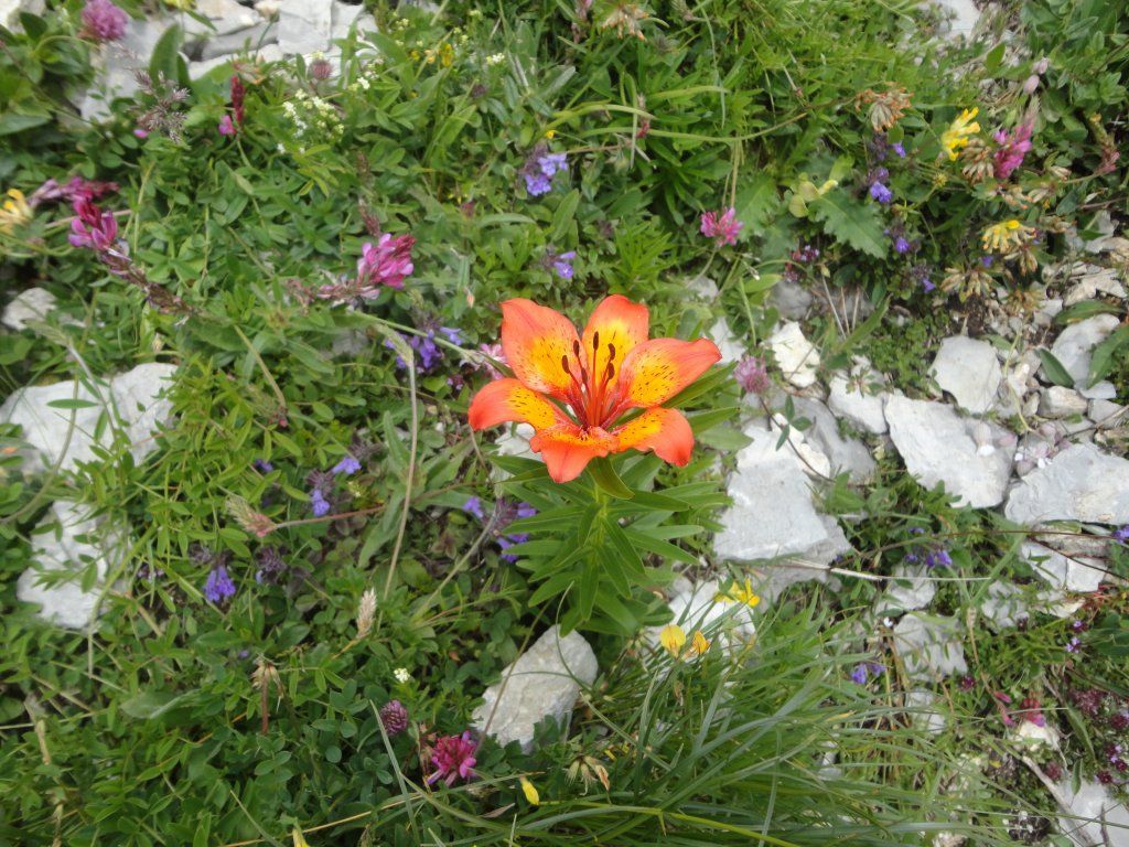 Trachtengruppe Rothrist