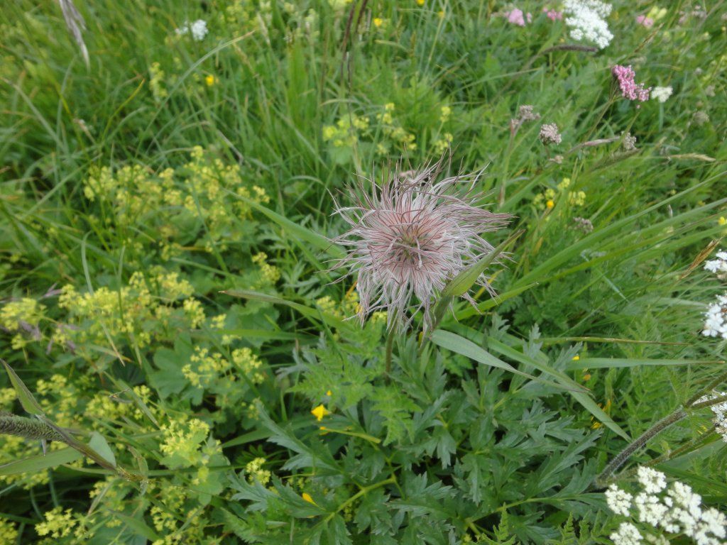 Trachtengruppe Rothrist