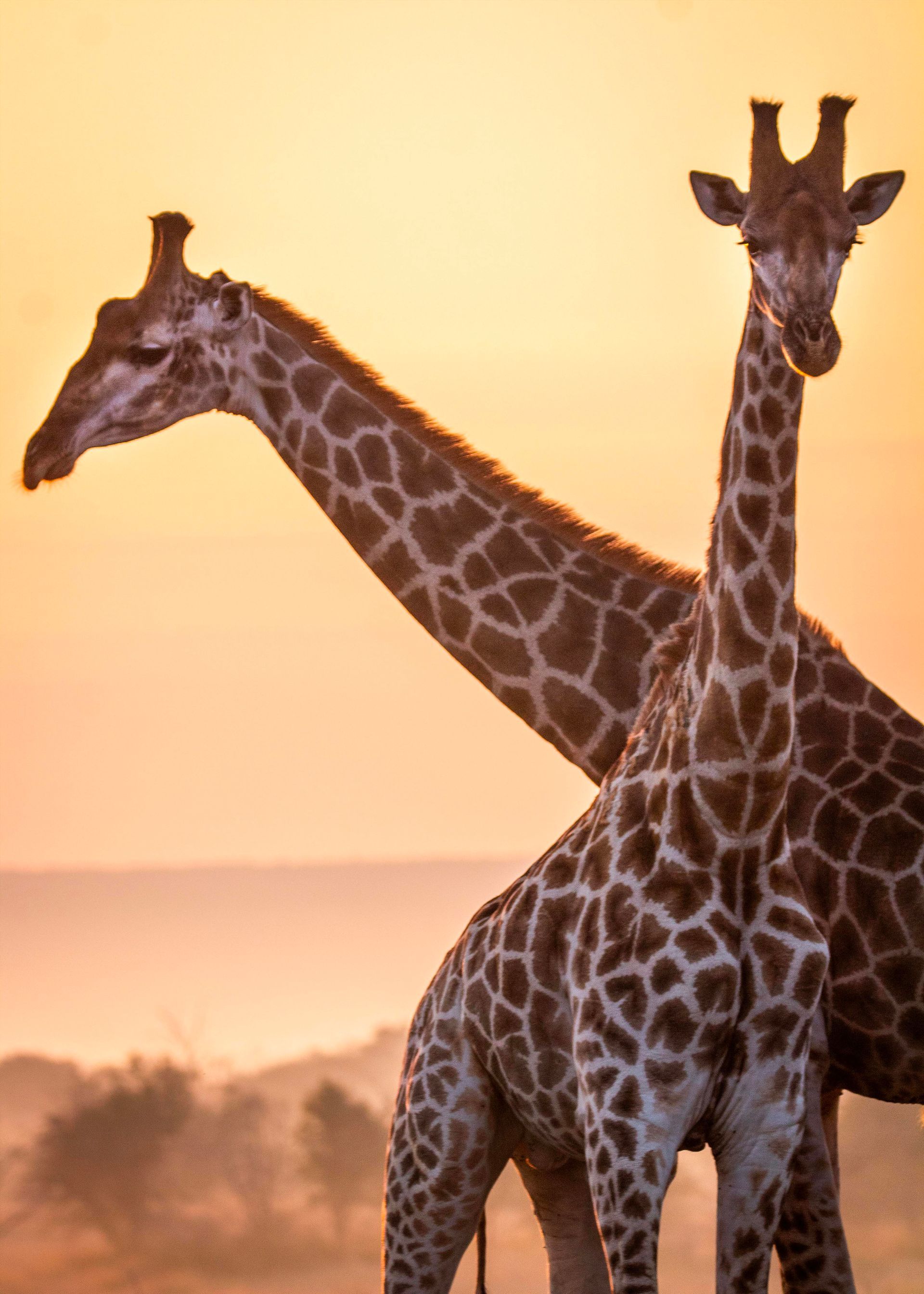 Dos jirafas paradas una al lado de la otra al atardecer