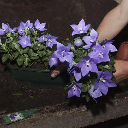 A. Pinto Fleurs-Petit-Lancy