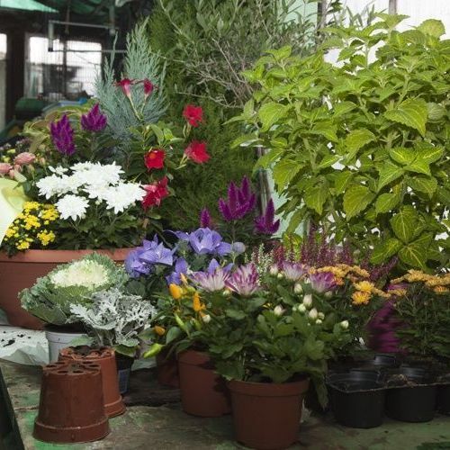 A. Pinto Fleurs-Petit-Lancy