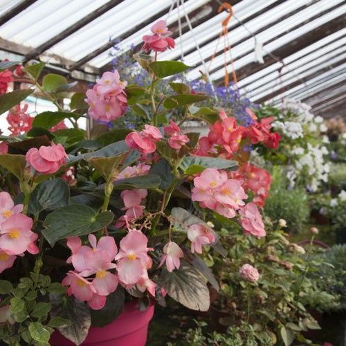 A. Pinto Fleurs -Petit-Lancy