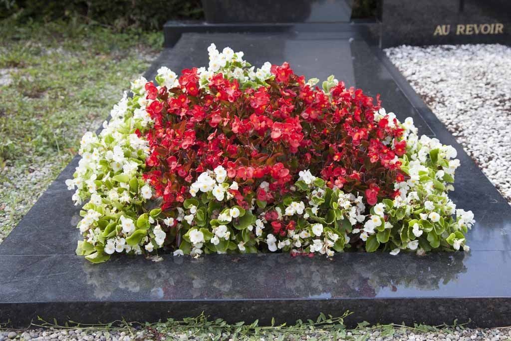 A. Pinto Fleurs -Petit-Lancy