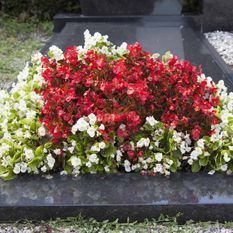 plantation - A. Pinto Fleurs