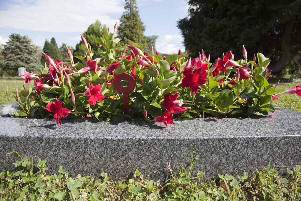 taillage - A. Pinto Fleurs