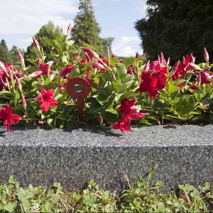 A. Pinto Fleurs -Petit-Lancy