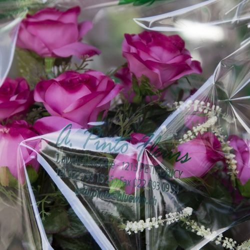 A. Pinto Fleurs-Petit-Lancy