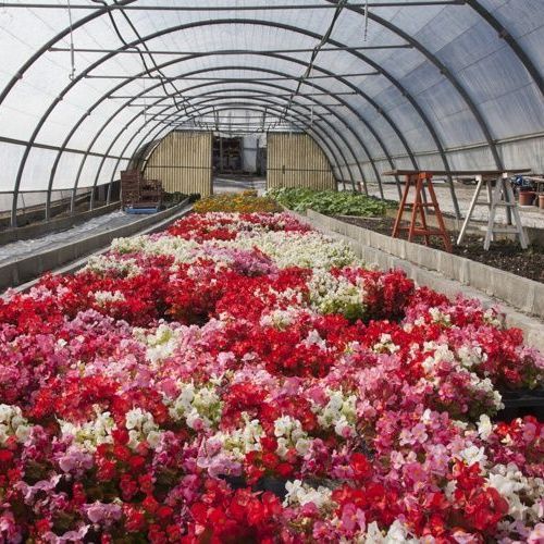 A. Pinto Fleurs -Petit-Lancy