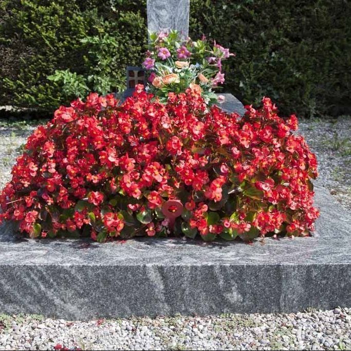 A. Pinto Fleurs -Petit-Lancy