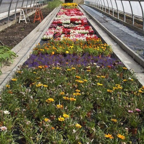 A. Pinto Fleurs -Petit-Lancy