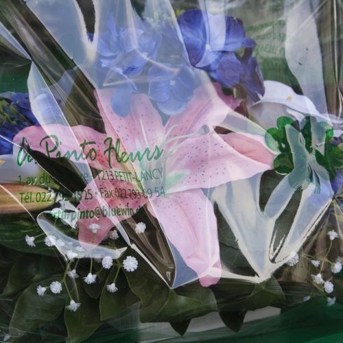 A. Pinto Fleurs-Petit-Lancy