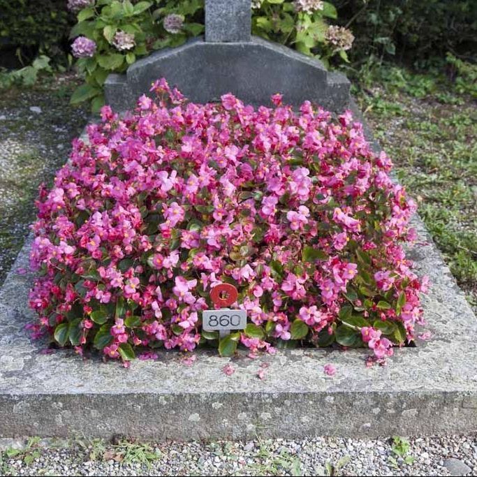 A. Pinto Fleurs -Petit-Lancy