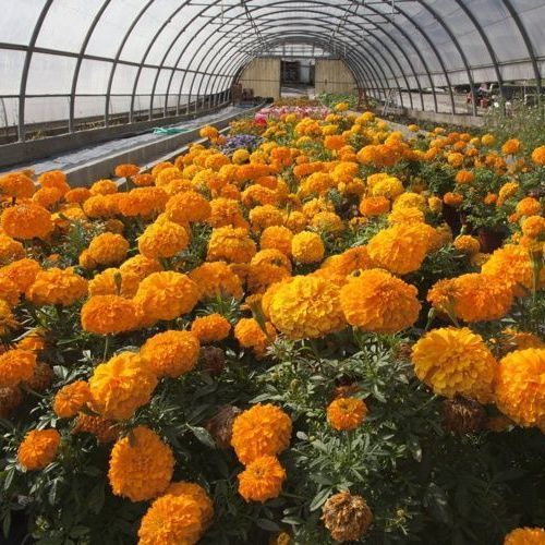 A. Pinto Fleurs -Petit-Lancy