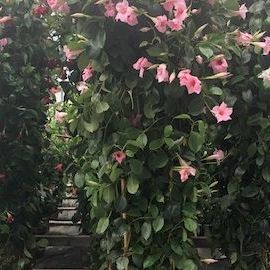 A. Pinto Fleurs -Petit-Lancy