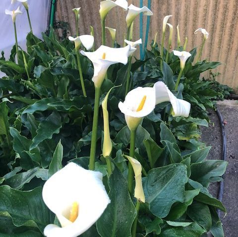 A. Pinto Fleurs-Petit-Lancy