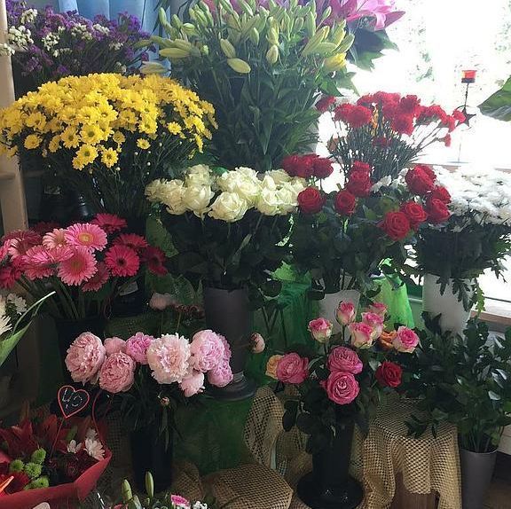 bégonias - A. Pinto Fleurs