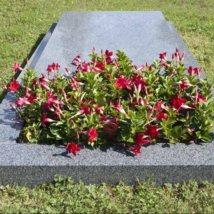 A. Pinto Fleurs -Petit-Lancy