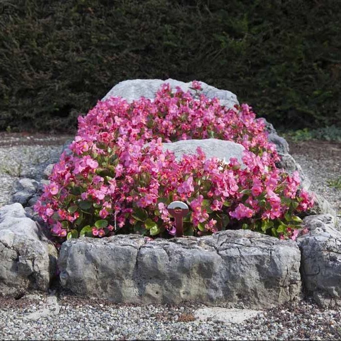 A. Pinto Fleurs -Petit-Lancy