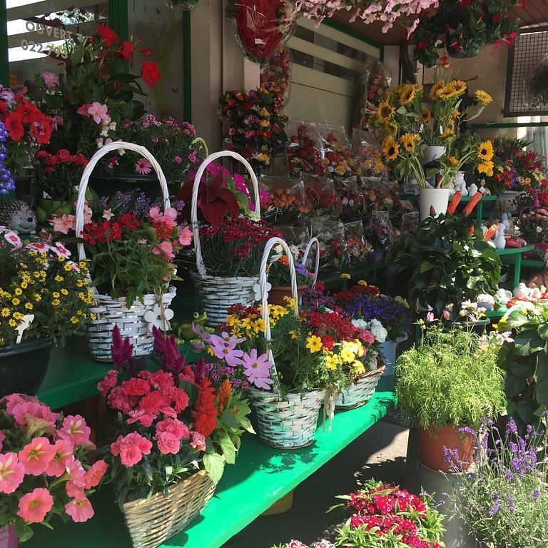 horticole - A. Pinto Fleurs