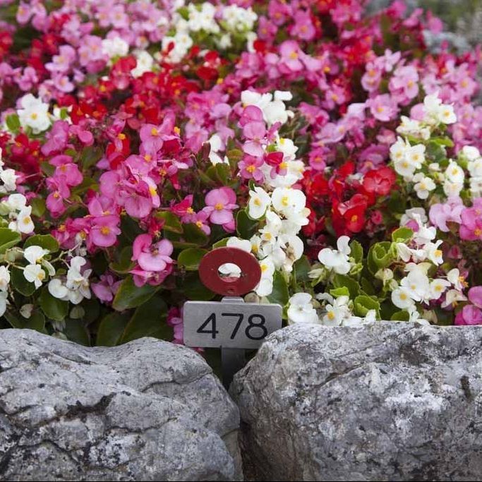 A. Pinto Fleurs -Petit-Lancy