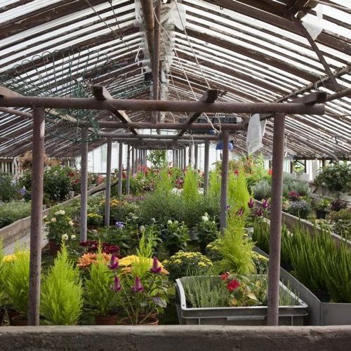 A. Pinto Fleurs -Petit-Lancy