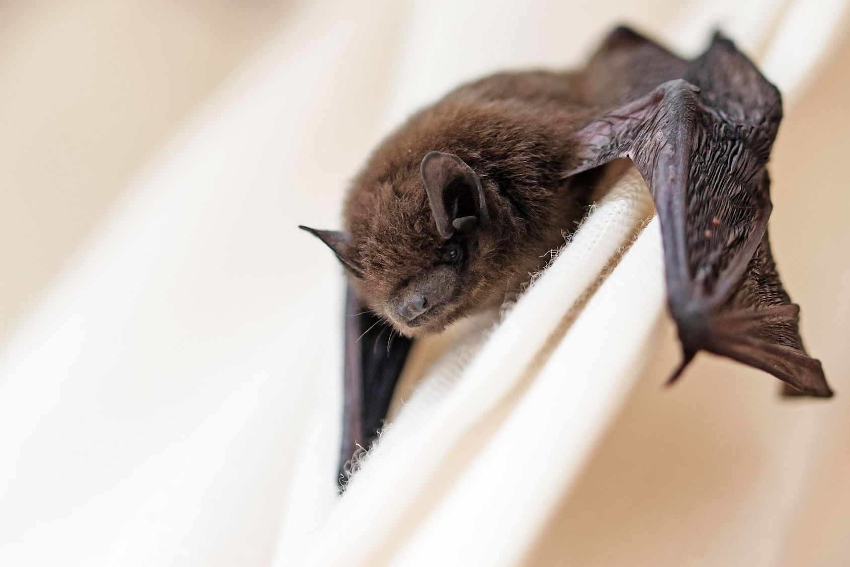 Petite chauve-souris brune suspendue à un pli de tissu blanc, au repos, les ailes partiellement déployées.