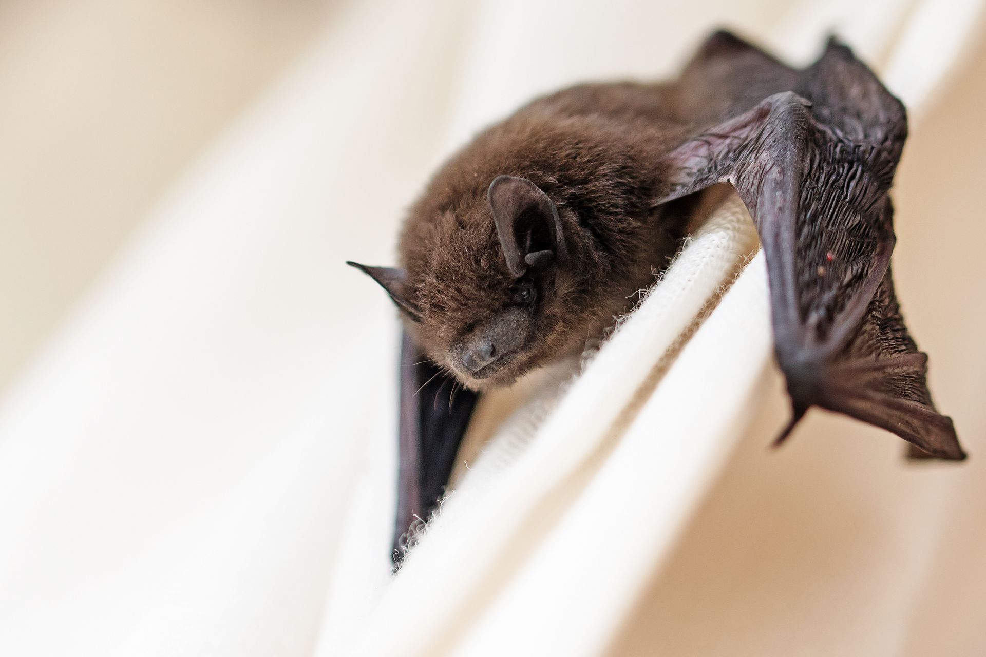 Petite chauve-souris brune suspendue à un pli de tissu blanc, au repos, les ailes partiellement déployées.