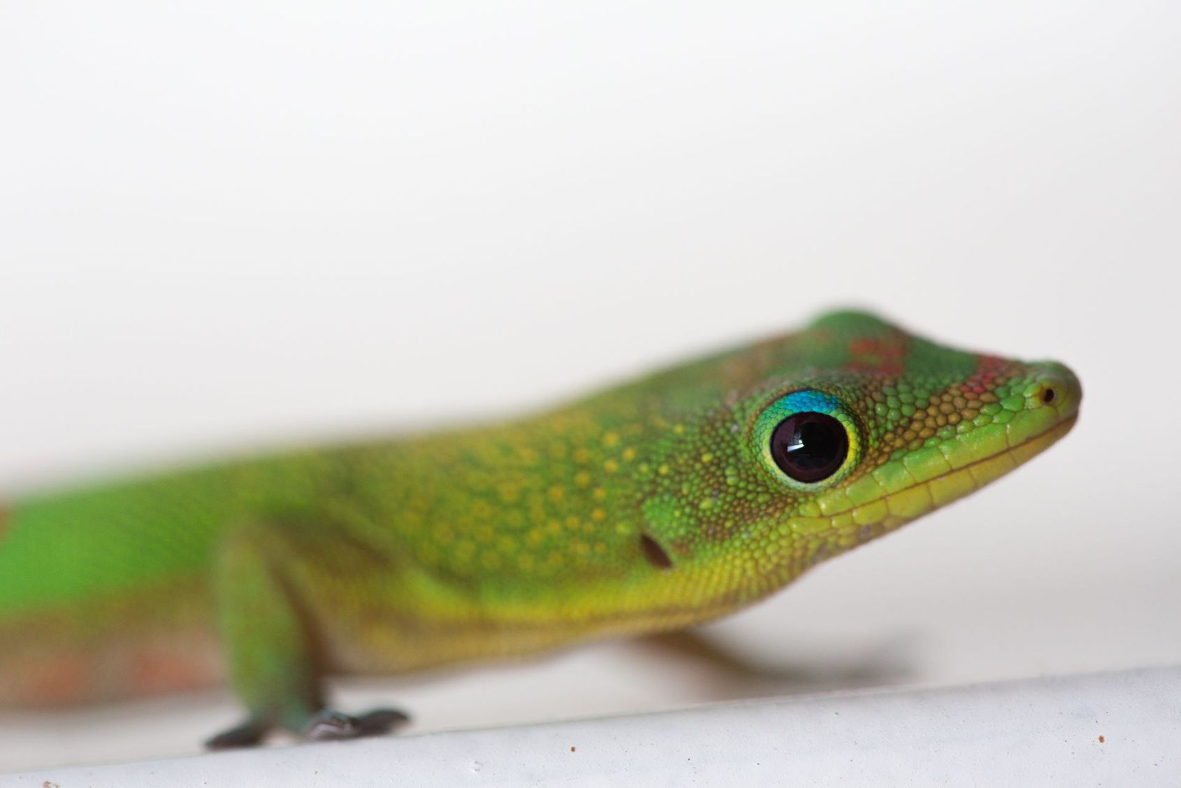 Gecko léopard orange et blanc sur un morceau de bois flotté, regardant droit devant lui sur fond noir