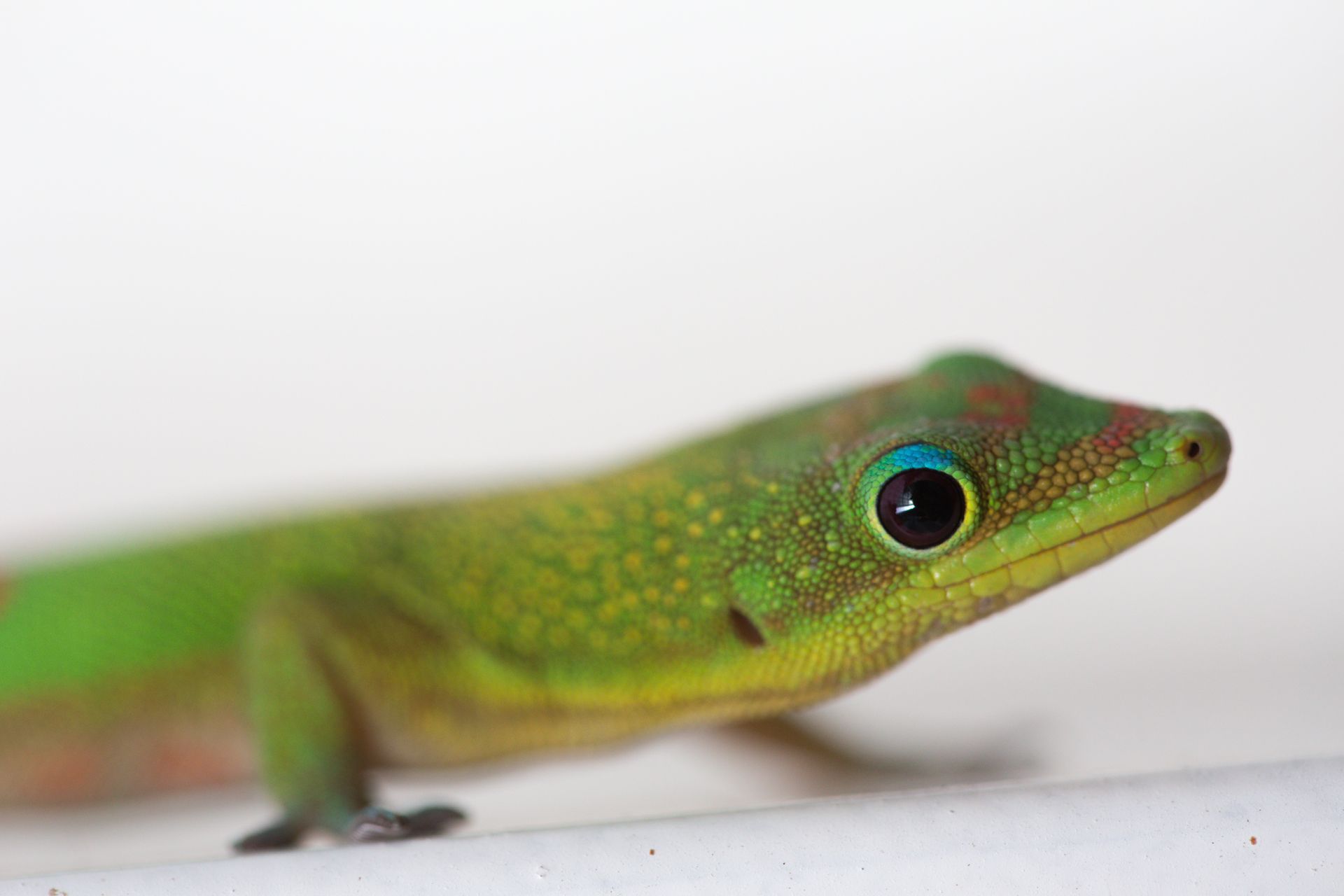 Un gecko jaune qui regarde par la fenêtre d'un tuyau bleu dans l'herbe verte